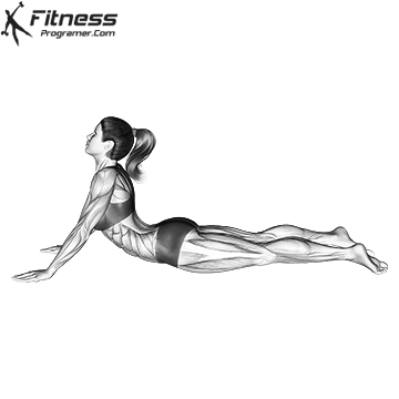 Cooldown Exercises