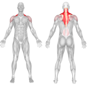 Overhead Shrug Muscles Worked